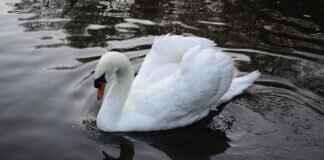 Höckerschwan im Brunnental >>Eduard Heinrich<< hat sich verabschiedet.