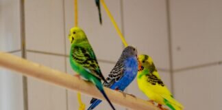 Unsere Wellensittiche