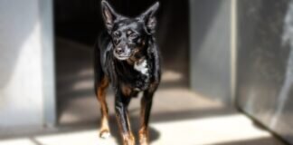 Lebenslustige Seniorin – LUCY – VERMITTELT –