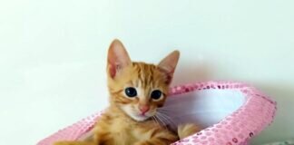 Hilfe für Katzenkinder gesucht!