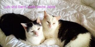 Katzenpärchen auf Wohnungssuche!