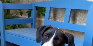 Hundeteenager Bobi auf der Suche nach seinen Menschen!