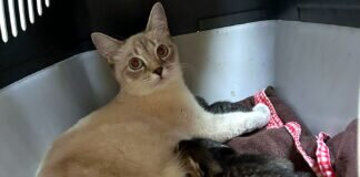 Die Tierschutzorganisationen sind verzweifelt!