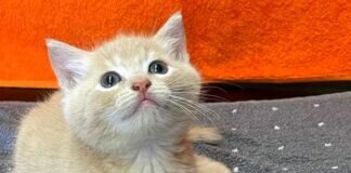 Eine Katzenfamilie zum Verlieben!