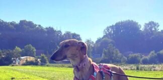 Hallo, ich bin Sima!