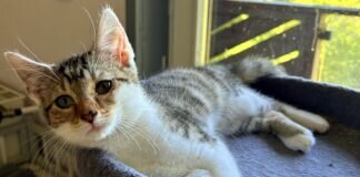 Minischmuser suchen ein Zuhause!