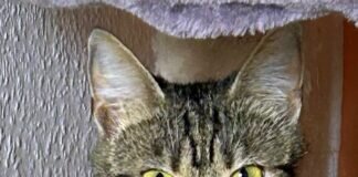 Junge Katzenmama Gina ! Zuhause gefunden!