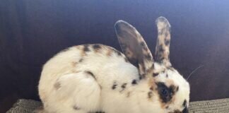 Die Kaninchen mit den “Märchenamen”!