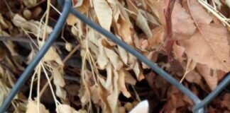 Katzen im Doppelpack- eine richtige Entscheidung!