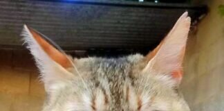 Carme- die “Hundekatze”!