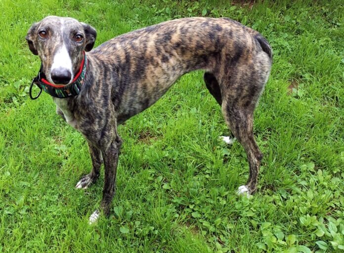 IMG_20230815_140755_resized_20230815_074124282