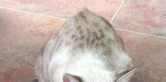 Zwei Schönheiten möchten Ihr Herz erobern!