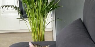 Zwei Traumkatzen suchen ein neues Zuhause! Zuhause gefunden!