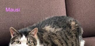 Wer hilft Katzenomi Mausi? Danke liebes Tierheim in Butzbach, dass Ihr Mausi aufgenommen habt!