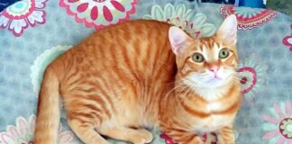 Rote Katzenschönheit auf Wohnungssuche!