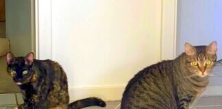 Warum will uns denn niemand adoptieren?