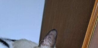 Hilferuf einer Tierschützerin!