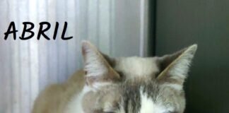 Abril möchte Ihr Herz erobern! Die süße Abril ist nach Bayern gezogen!