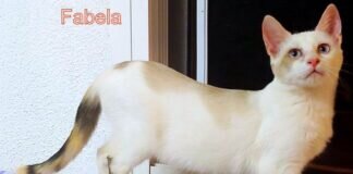 Schmusekätzchen sucht liebe Menschen! Vermittelt!