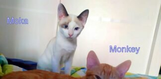 Zwei Katzen versprechen doppeltes Glück!