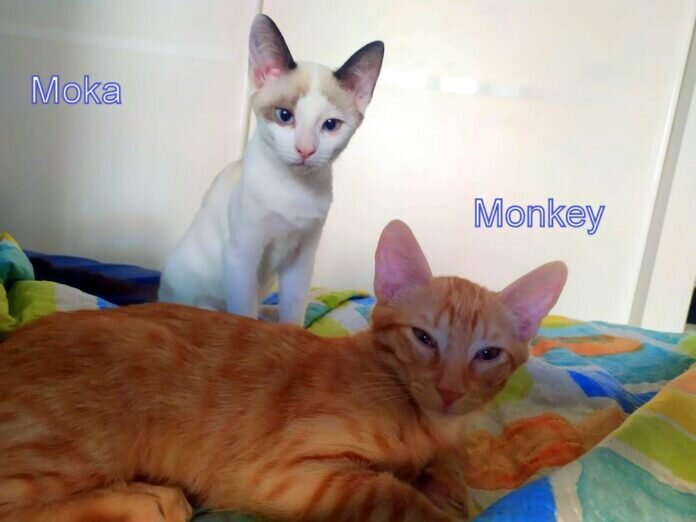 230919 Monky y Moka (4)-2