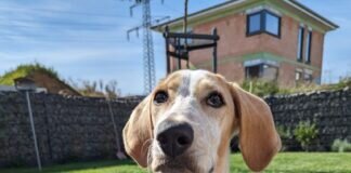 Liebenswert, keck und freundlich- Junghund Gea! Liebe Familie gefunden!