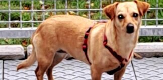 PEPPLES versteht die Welt nicht mehr – VERMITTELT –