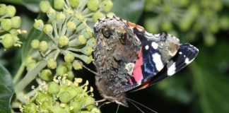 Mitgliederversammlung beim NABU Nonnenroth