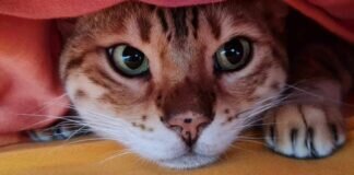 Einzelkater CHARLY – VERMITTELT –