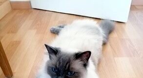 Ein schwerer Abschied! Pflegestelle gefunden!