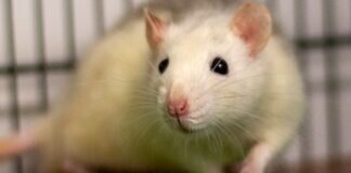 Zutraulicher FINN – VERMITTELT –