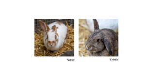 HASE & EDDIE wollen zusammen bleiben