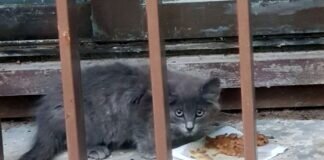 Findelkätzchen Blue! Ein super schönes Zuhause gefunden!