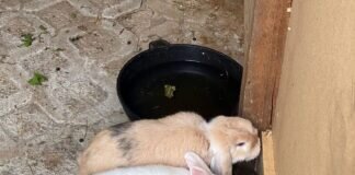 Kaninchen richtig halten!