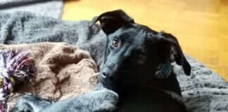 Fröhlicher Billy! Kaum eingestellt und schon das perfekte Zuhause gefunden!