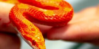 Gut gehändelt – KING LEAR – VERMITTELT –