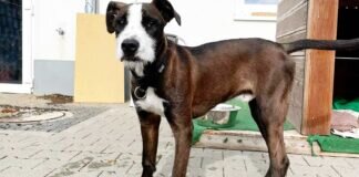 Trauriger LEO – VERMITTELT –