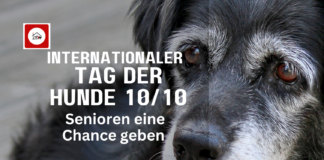 Tag der Hunde – 10.10. – Senioren eine Chance geben