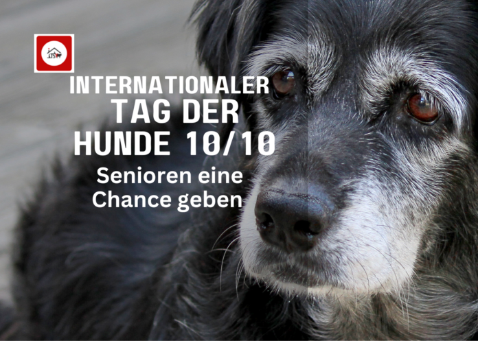 Tag der Hunde 10.10.2023 (1)