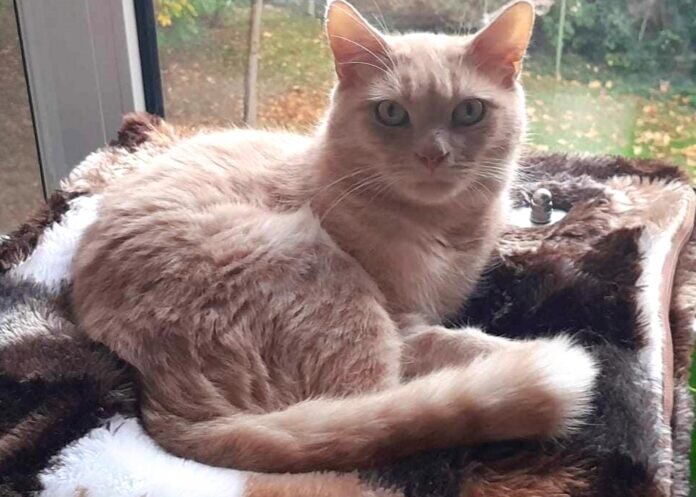 395705305_329593889658627_4303005066789630938_n_inPixio