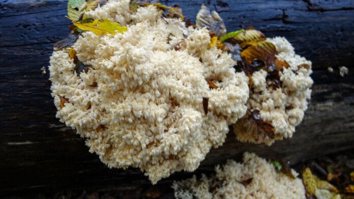 DSC05363_bearbeitet-1