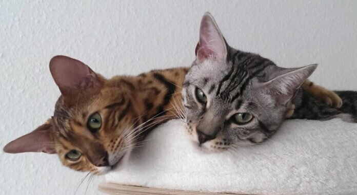 Lucky und Kaleo 1 Foto 28.11.23, 21 47 57a