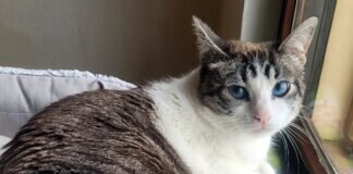 Yeni möchte Ihr Herz erobern! Zuhause in Bad Homburg gefunden!