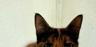 Moon, die Schildpattschönheit!