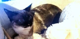 Lara, die sanfte Schönheit! Zuhause gefunden!