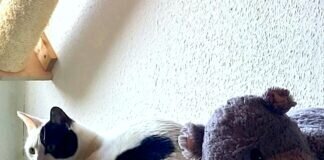 Floki der Einzelkater!