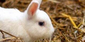 Hübsche Kaninchendame PIPER