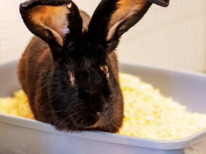 Design ohne Titel (1)