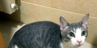 Glück gehabt! Zuhause in Frankfurt gefunden!