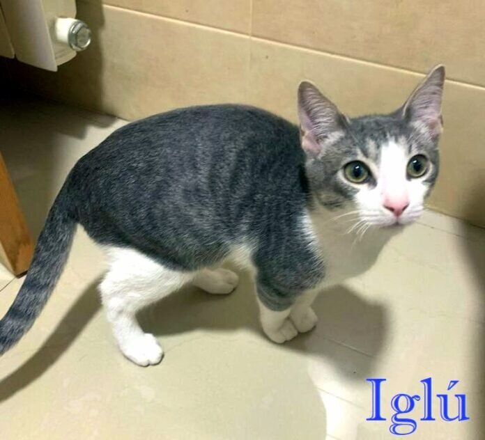IGLÚ